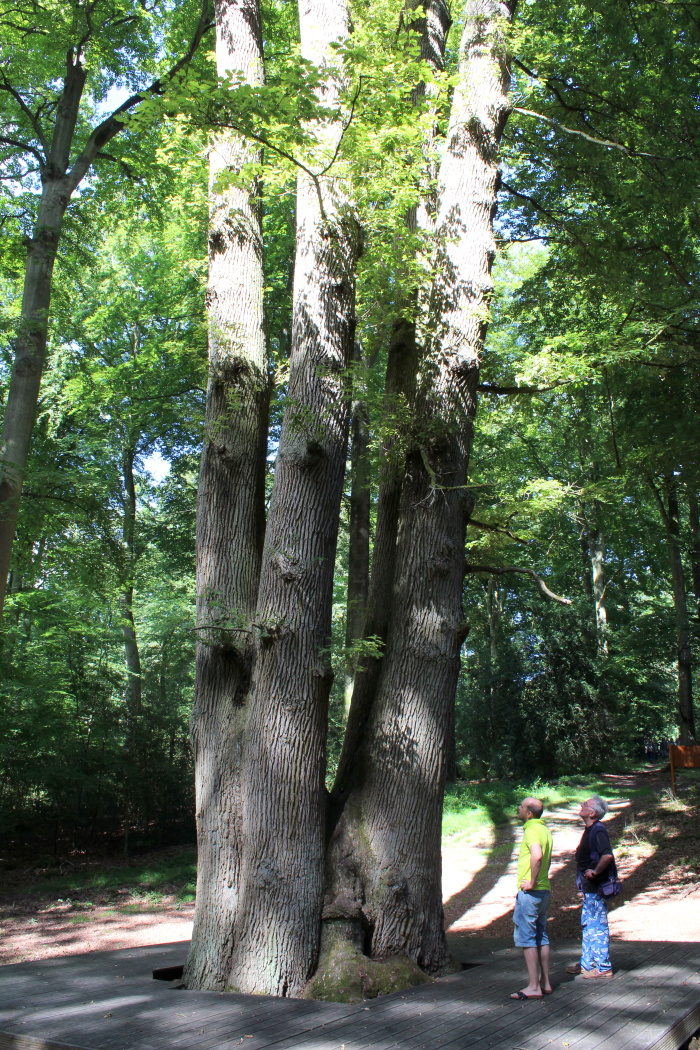 Forêt de Brotonne