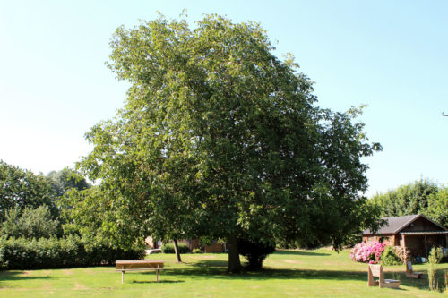 Le jardin
