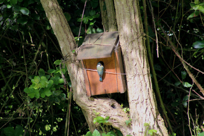 La cabane heureuse : le gîte écologique - Mésange perchée
