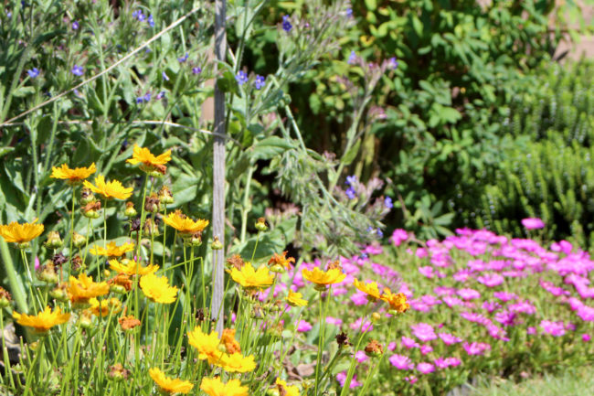 fleurs du jardin - l'environnement