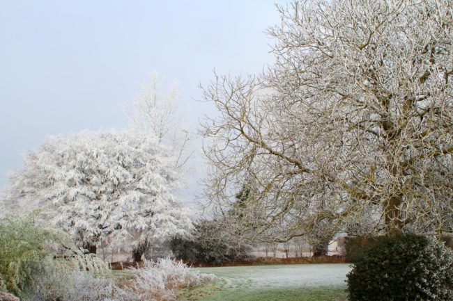 Le jardin en hiver