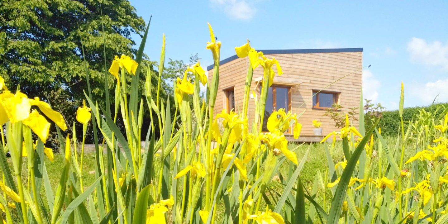 Iris couleur soleil !