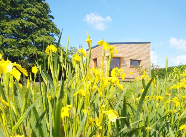 Iris couleur soleil !